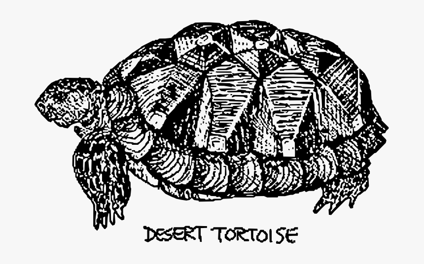 Desert Tortoise - Tortuga De Desierto Dibujo, HD Png Download