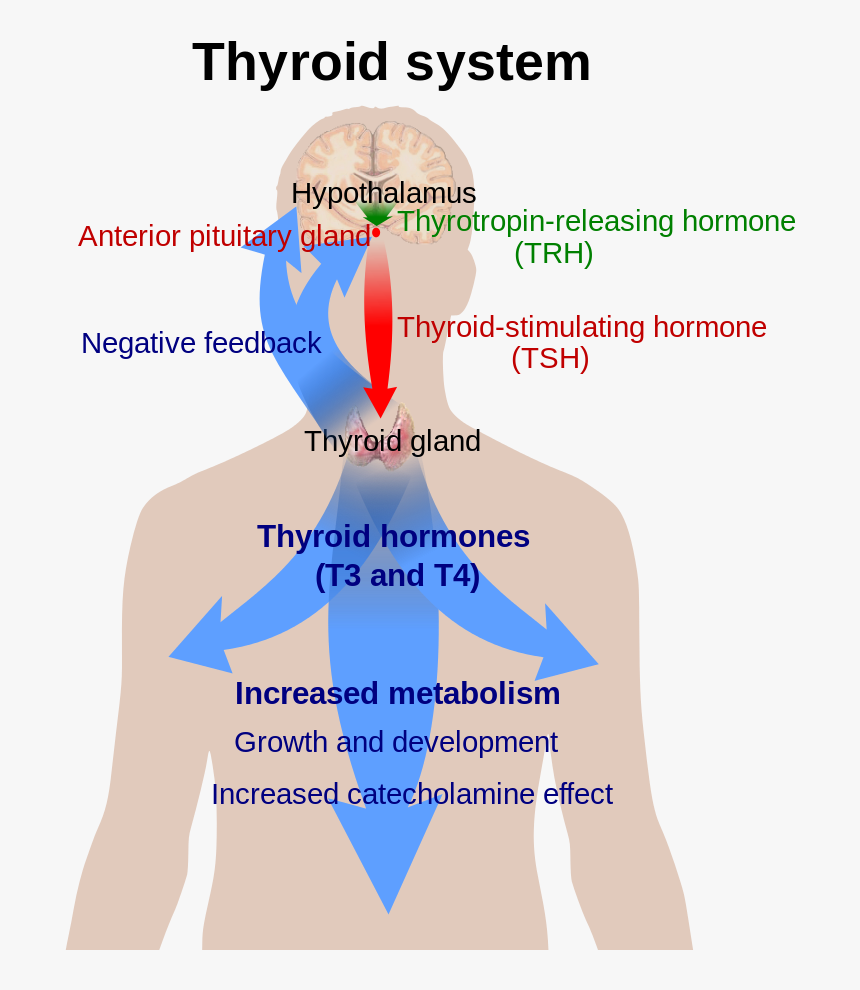 Thyroid System, HD Png Download