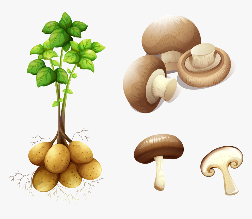 Potato Plant Stem Royalty-free Clip Art - Stem Potato, HD Png Download