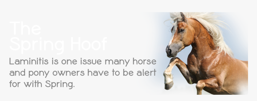 Hd For The That - Stallion, HD Png Download