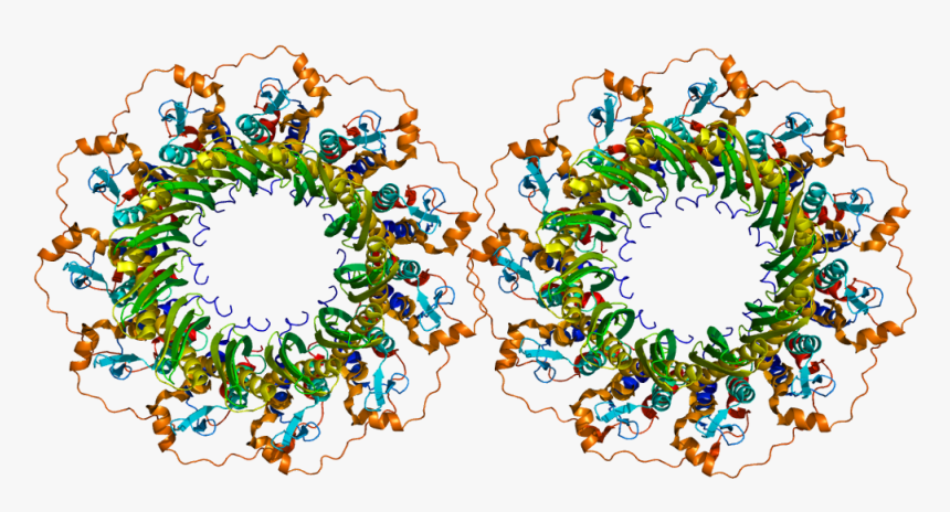 Protein Rad52 Pdb 1h2i - Rad52 Protein, HD Png Download