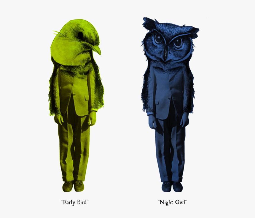 Parrot, HD Png Download