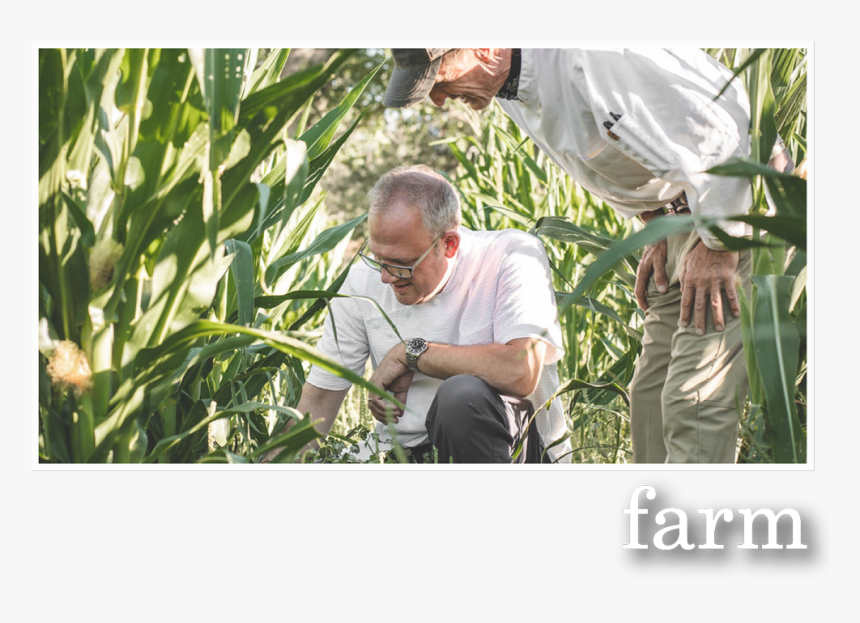 Farm - Cash Crop, HD Png Download