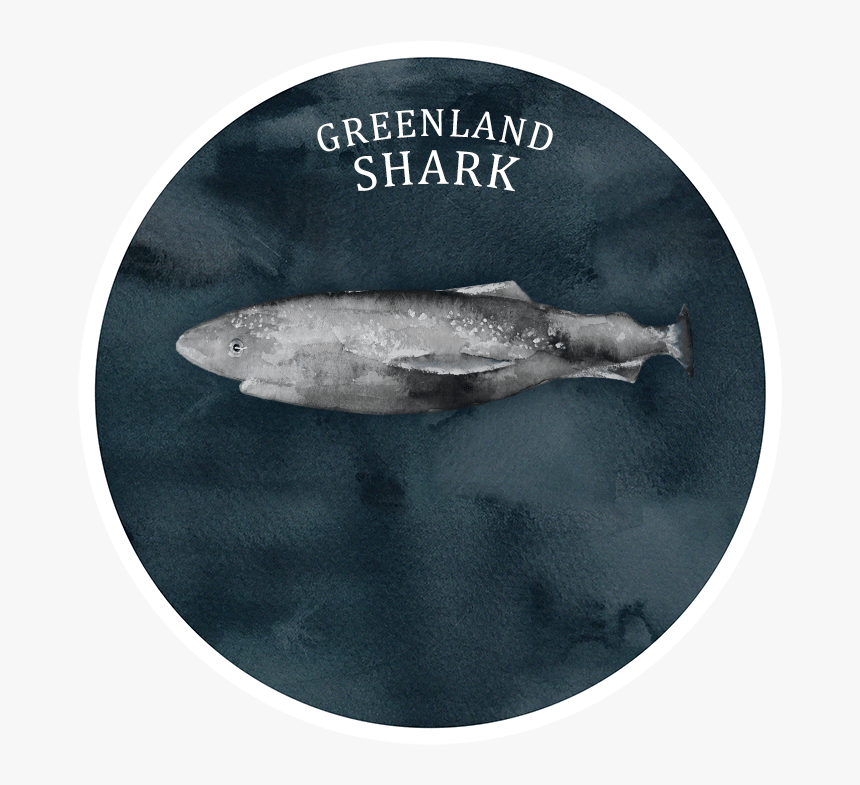 Info-shark - Trout, HD Png Download