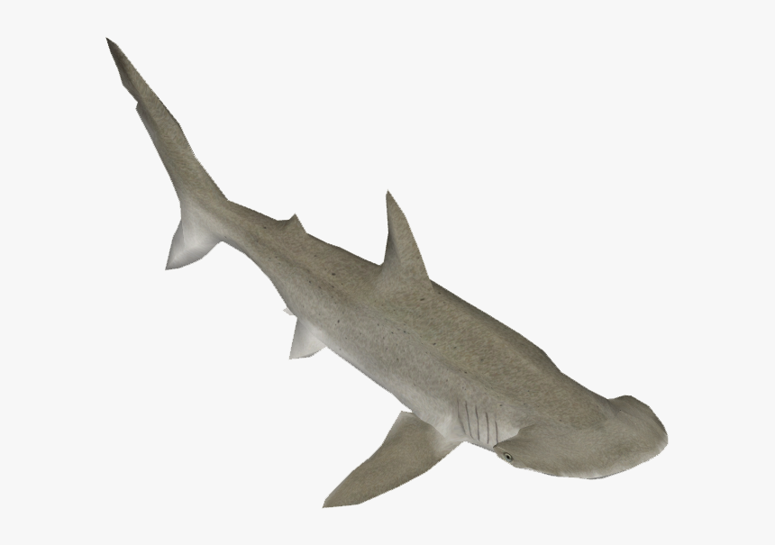 Bonnethead Shark - Bronze Hammerhead Shark, HD Png Download