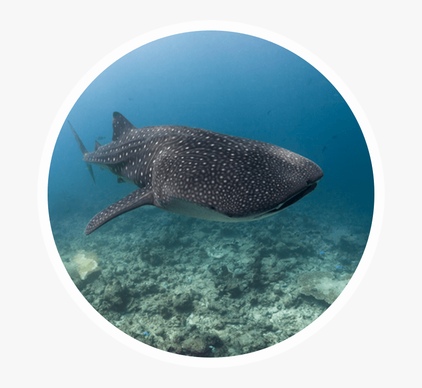 Whale Shark, HD Png Download