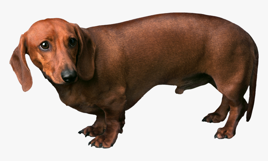 Transparent Papillon Dog Clipart - Transparent Brown Dog Png, Png Download