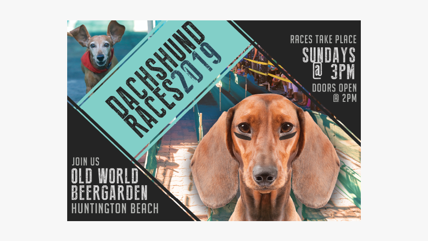 Wiener Dog Races - Dachshund, HD Png Download