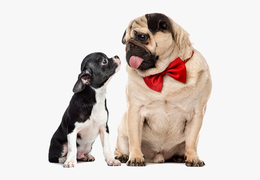 Chihuahua E Carlino, HD Png Download