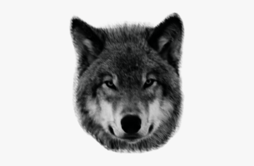 Wolf - Lobo Png, Transparent Png