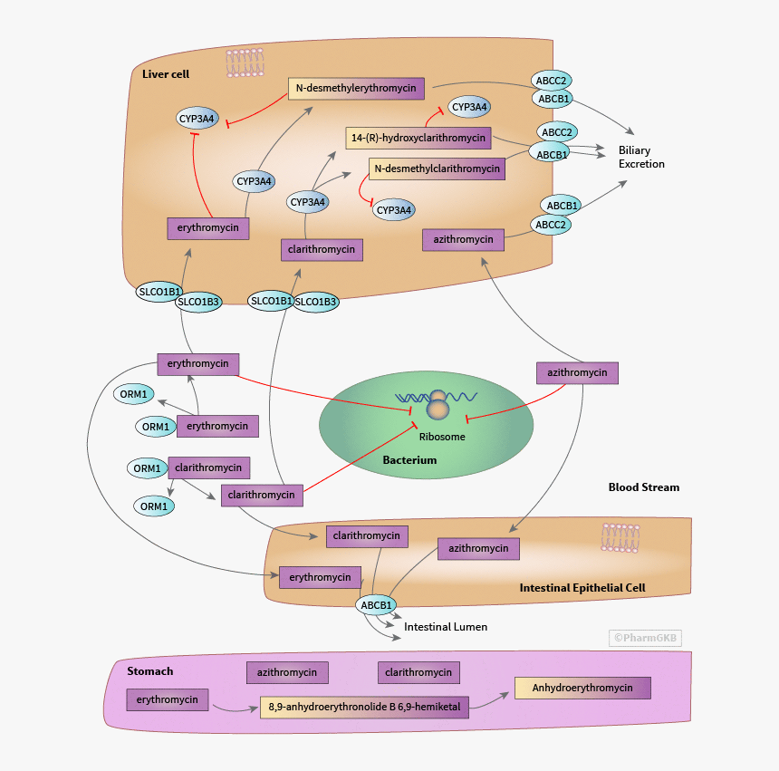 Diagram, HD Png Download