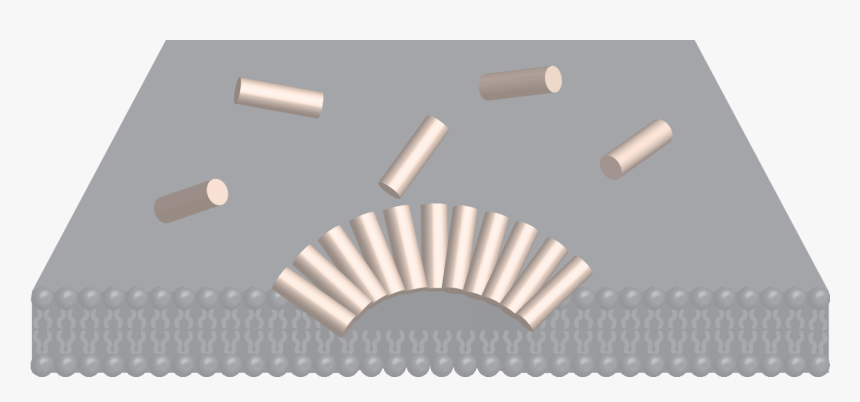 Creating New Antibiotics From Our Own Immune System, HD Png Download