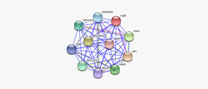 Rrab Protein - Circle, HD Png Download