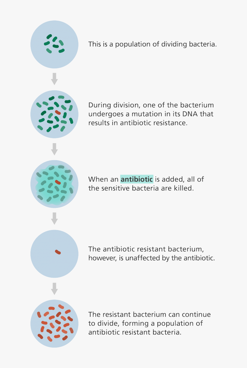 Illustration Showing How A Population Of Bacteria Can - Does Antibiotic Resistance Occur, HD Png Download