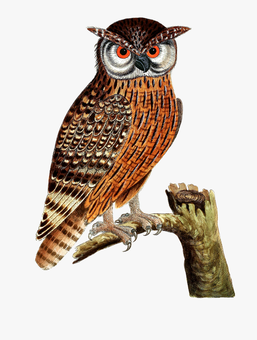 Owl, Eagle Owl, Bird, Bird Of Prey, Isolated, Vintage - Imagenes De Aves Buho, HD Png Download