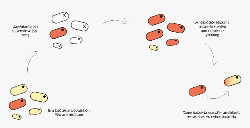 Antibiotic Stopping Reproduction In Bacteria, HD Png Download