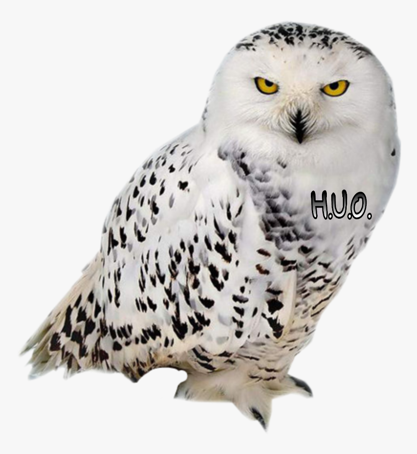Clip Art Aves Png Imagenes Pinterest - Harry Potter Сова Png, Transparent Png