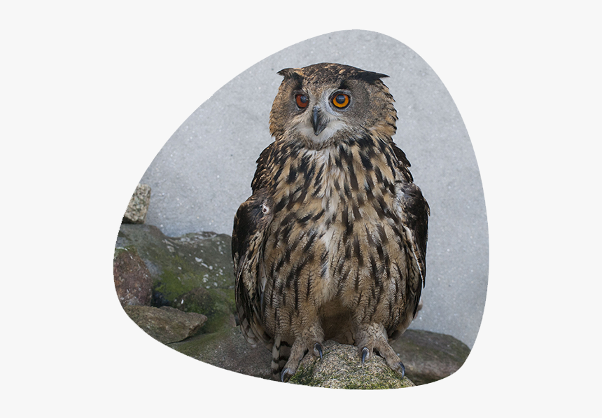 Falconiformes, HD Png Download