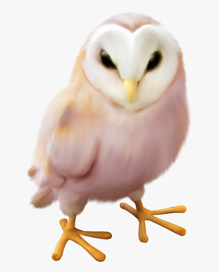 Thumb Image - Buho Blanco Png, Transparent Png