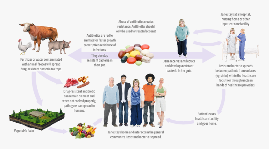 Cycle Of Antimicrobial Resistance, HD Png Download