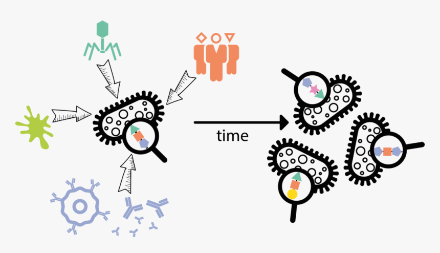 Bacterial Surface Sugars Are Highly Diverse, And Their - Illustration, HD Png Download