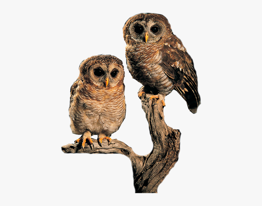 Совята, Сова, Филин, Птица, Eule, Uhu, Vogel, Hibou, - Owl, HD Png Download