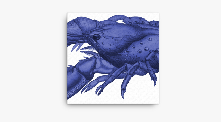 Serrated Lobster, Cancer Serratus, HD Png Download