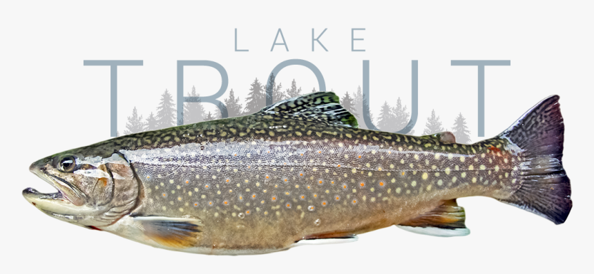 Lake Trout - Truite Omble De Fontaine, HD Png Download