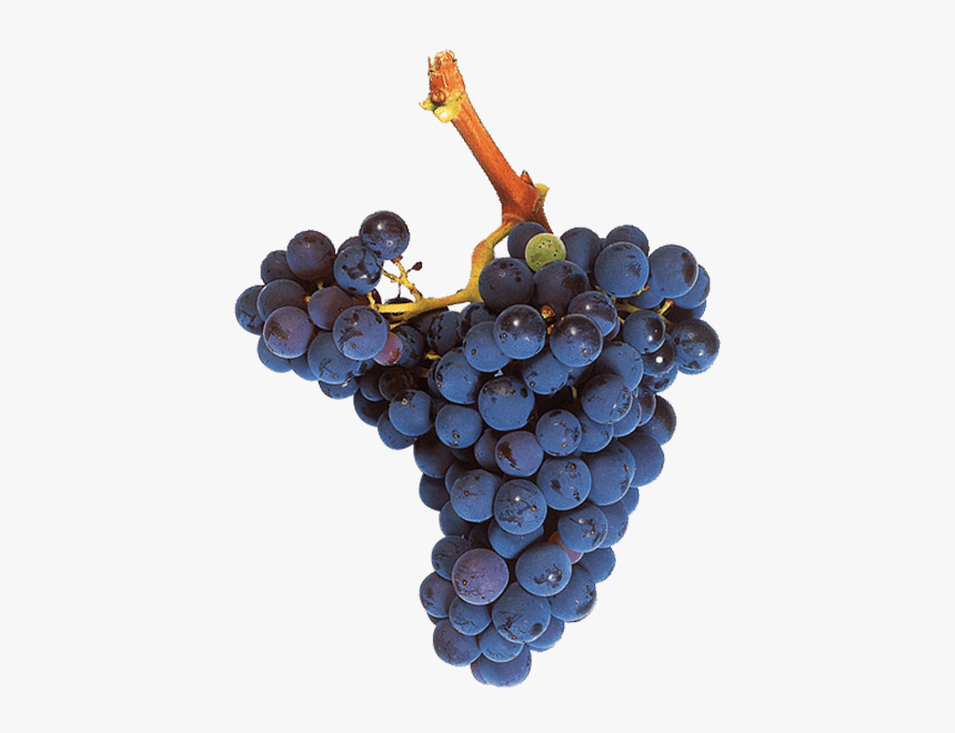 Uva Garnacha Tinta - Mazuelo Grape, HD Png Download