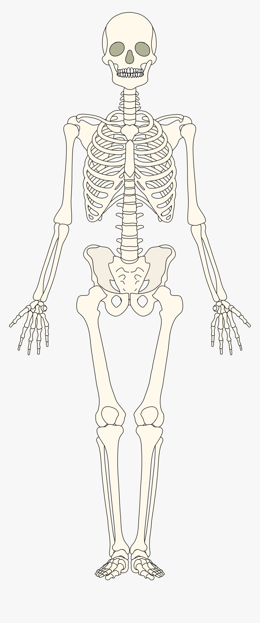 Human Bones Png - Human Bones, Transparent Png