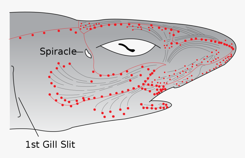File Electroreceptors In A Shark Ampullae Of Lorenzini, HD Png