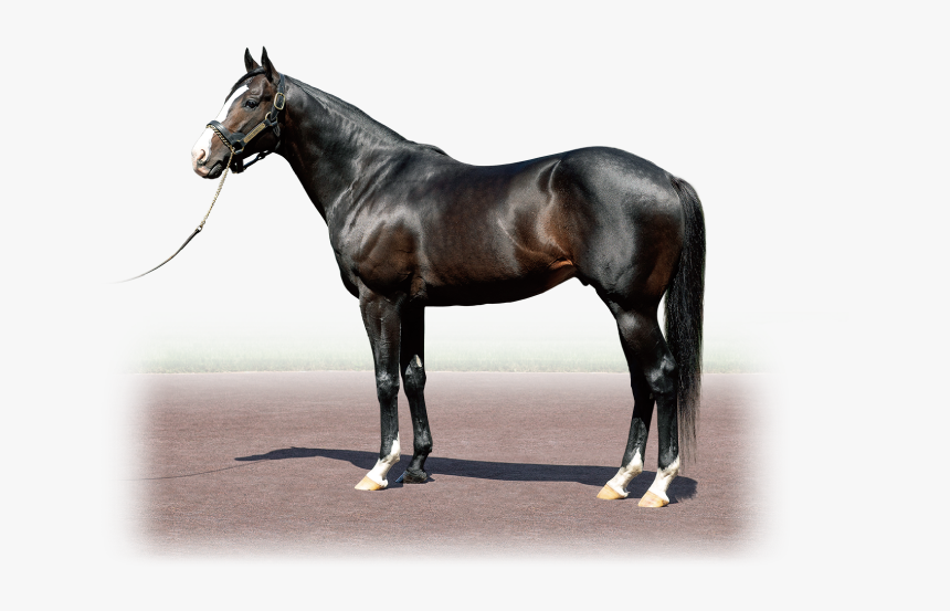 Isla Bonita - 種 牡馬 リーチ ザ クラウン, HD Png Download