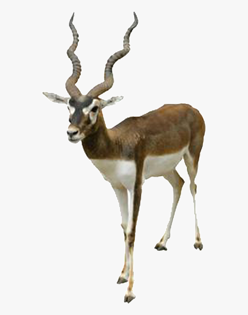 Hd Beautiful Tibetan Antelope Static Png - Clipart Of Black Buck, Transparent Png