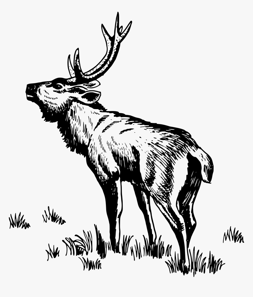 Parti Populiste Gambar Kepala Rusa Keren