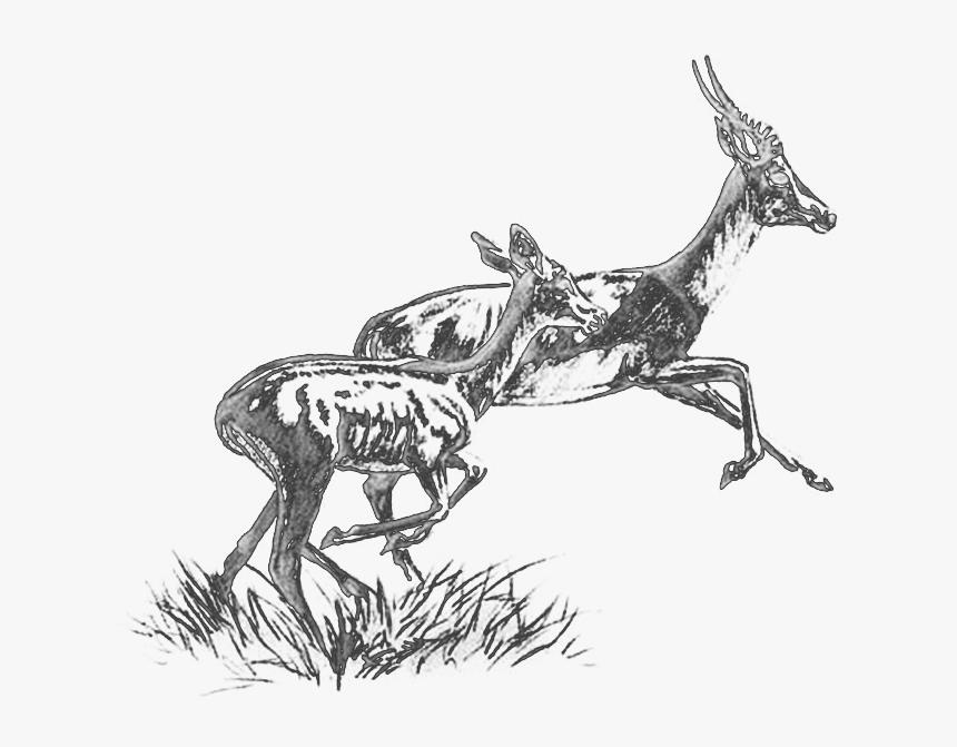 Roe Deer, HD Png Download