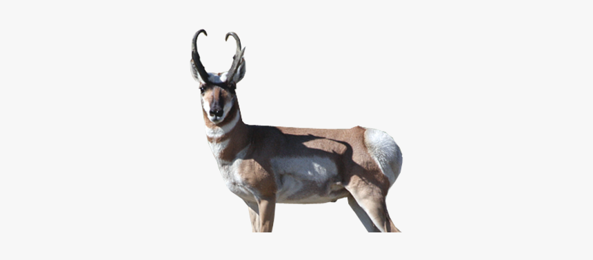 Roe Deer, HD Png Download