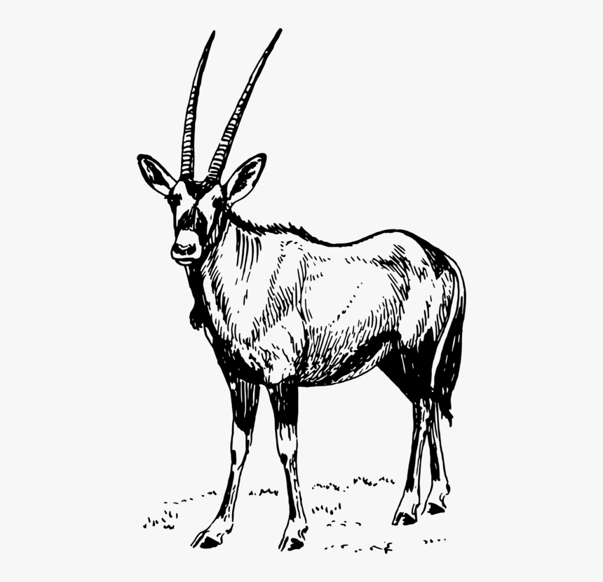 Antelope,monochrome Photography,deer - Oryx Clipart, HD Png Download