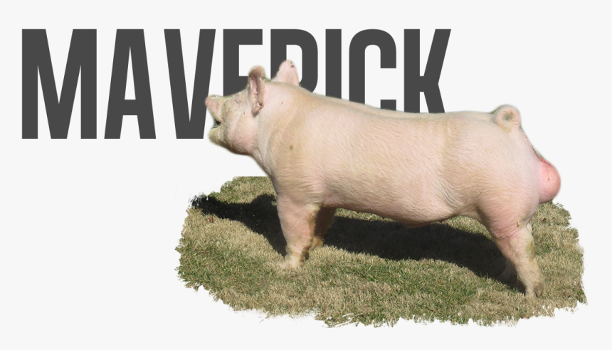 Maverick Png, Transparent Png