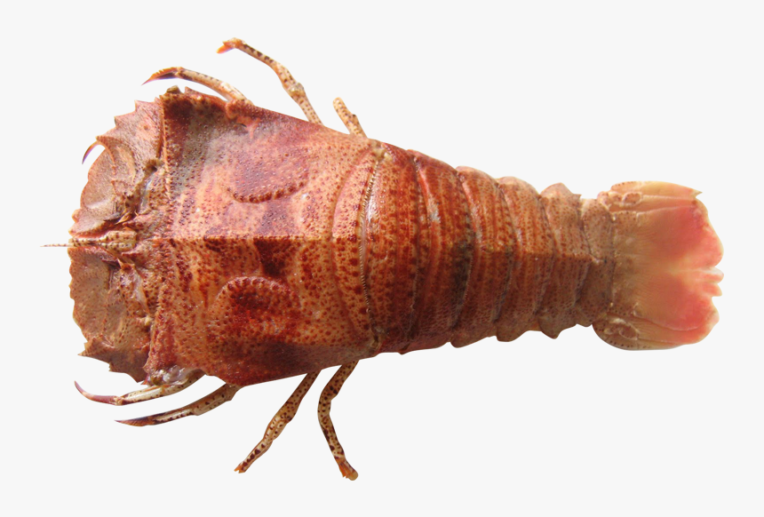 Moreton Bay Bug - Moreton Bay Bugs Brisbane, HD Png Download