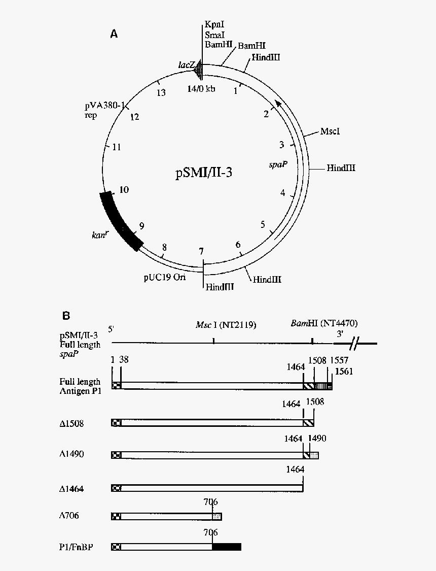 Diagram, HD Png Download