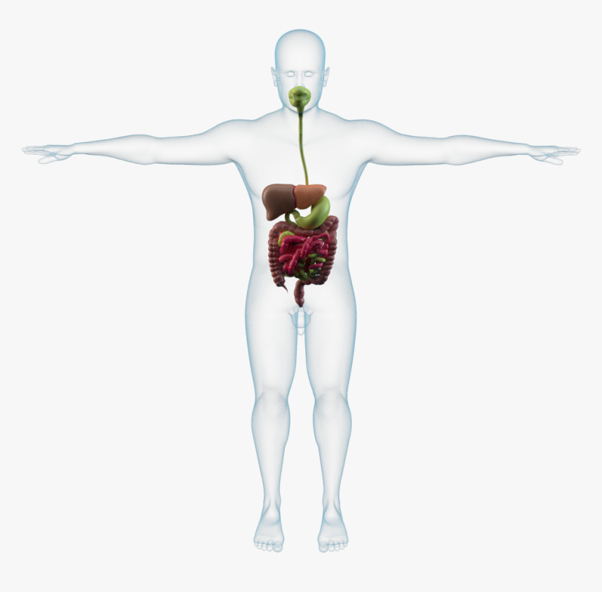 Illustration, HD Png Download