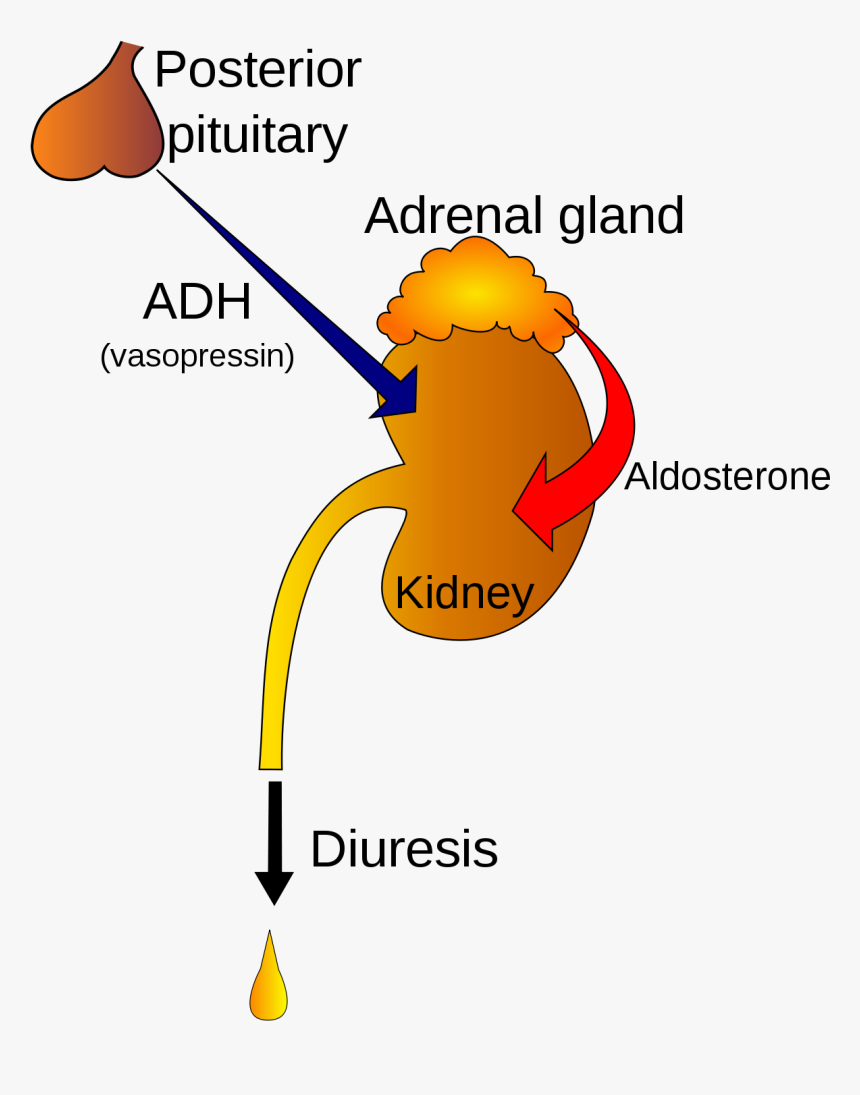 Adh Hormone, HD Png Download