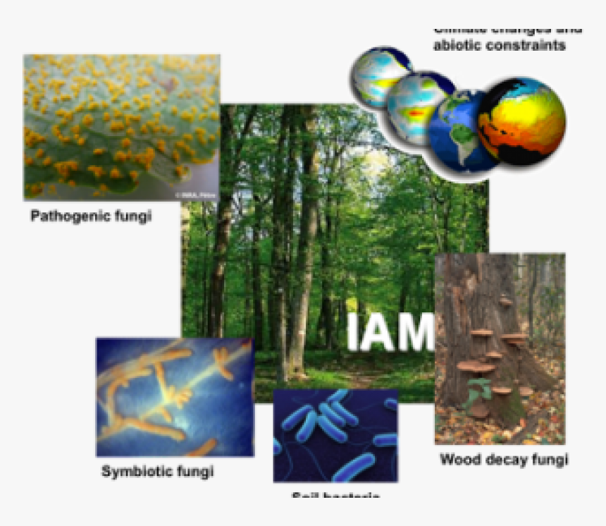 Umr-iam - Tree, HD Png Download