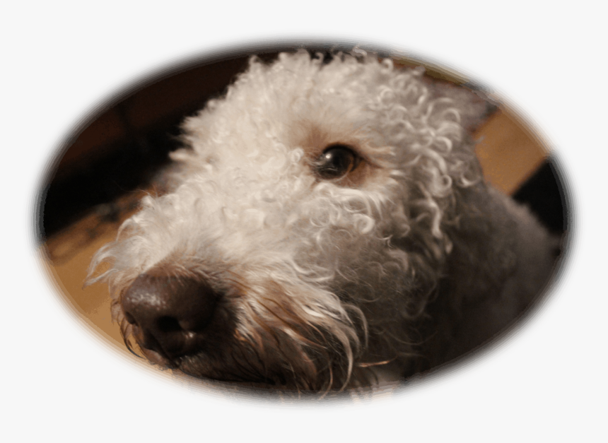 Labradoodle, HD Png Download