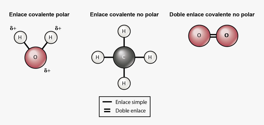 Polar And Nonpolar Diagram, HD Png Download