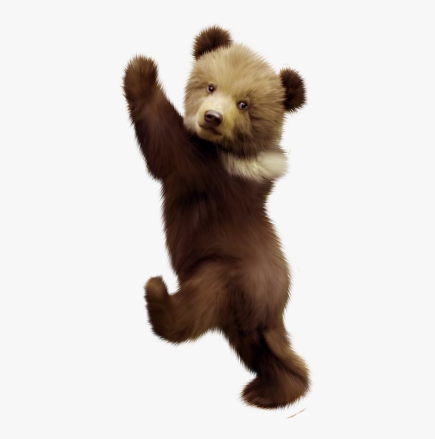 Polar Bear American Black Bear Bear Cub Portable Network, HD Png Download