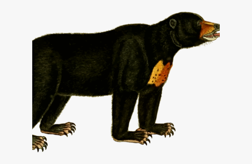 Bear Cub Clipart - Sun Bear Clip Art, HD Png Download