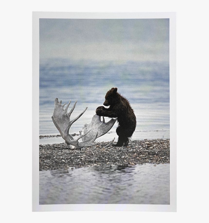 Grizzly Bear, HD Png Download