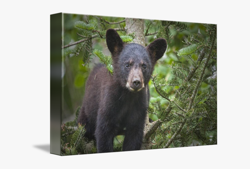 Black By Randall Nyhof - American Black Bear, HD Png Download