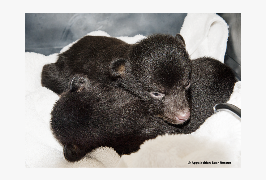 Kitten, HD Png Download